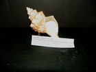 PLEUROPLOCA AURANTIACA ( GOLDEN HORSE CONCH ) — photo 1