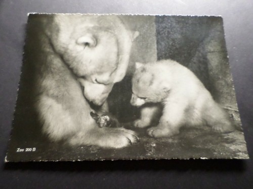CP, Bear, Zoologischer Garten Zurich, French Version Postcard, BAR