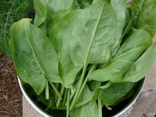 Breitblättriger Garten - Sauerampfer Rumex rugosus 25+ Samen - Seeds L 123