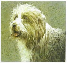 Bearded Collie - CUSTOM MATTED - 1976 Vintage...