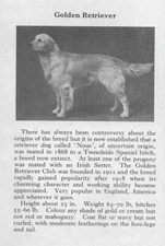 Golden Retriever - 1970 Vintage Dog Art Photo Print - Matted GIFT 5 x 7