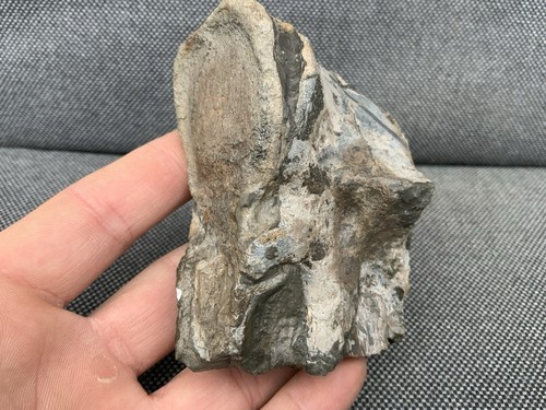 Fossil Krokodil Zahn + Wirbel seltener Jura Knochen, Whitby, Yorkshire, England - Bild 10 von 12