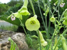 Organic Lemon Tree Tobacco {Nicotiana L.} 100+ seeds Free Shipping!