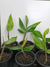 Shampoo Ginger Plant (Zingiber Zerumbet) 4-8" Tall Live Well-rooted Plant