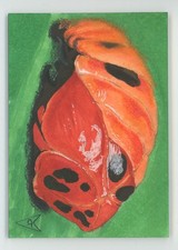 2013 Viceroy Carnival Trading Cards 3