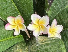 Pink /Yellow Multi tip Plumeria plant. Grown From Seed, Not