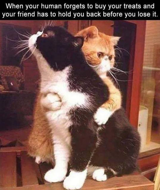 Funny Cat  refrigerator magnet 3 1/2 x 4 1/2"