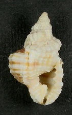 DISTORSIO ANUS 41.16mm BEAUTIFUL SPECIMEN  Guam