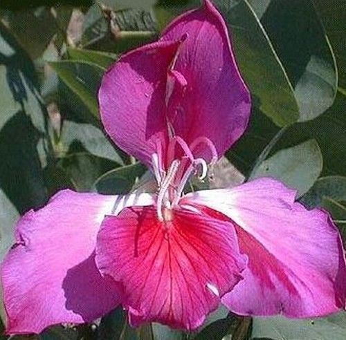 SAMEN exotisches Saat Geschenkidee für dekorative Zimmerpflanze ORCHIDEE Purpur