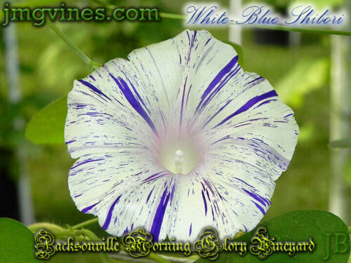 White-Blue Shibori Ipomoea Purpurea Morning Glory 10 Qty - Picture 6 of 6