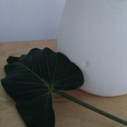 Foto 6 di 8