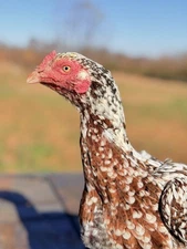 Pakistani Chicken Hatching eggs