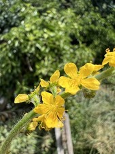 4 x Common Agrimony plants in 8 cm biodegradable pots,