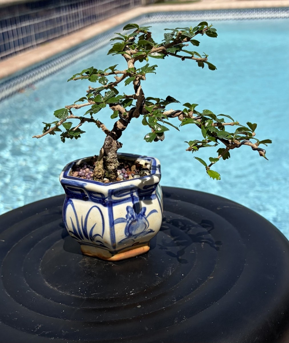 Fukien Tea Shohin Bonsai | eBay