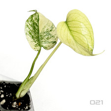 Monstera KUNZO [White Monster] Variegata - Large Form -3cm cell-  Tissue Culture