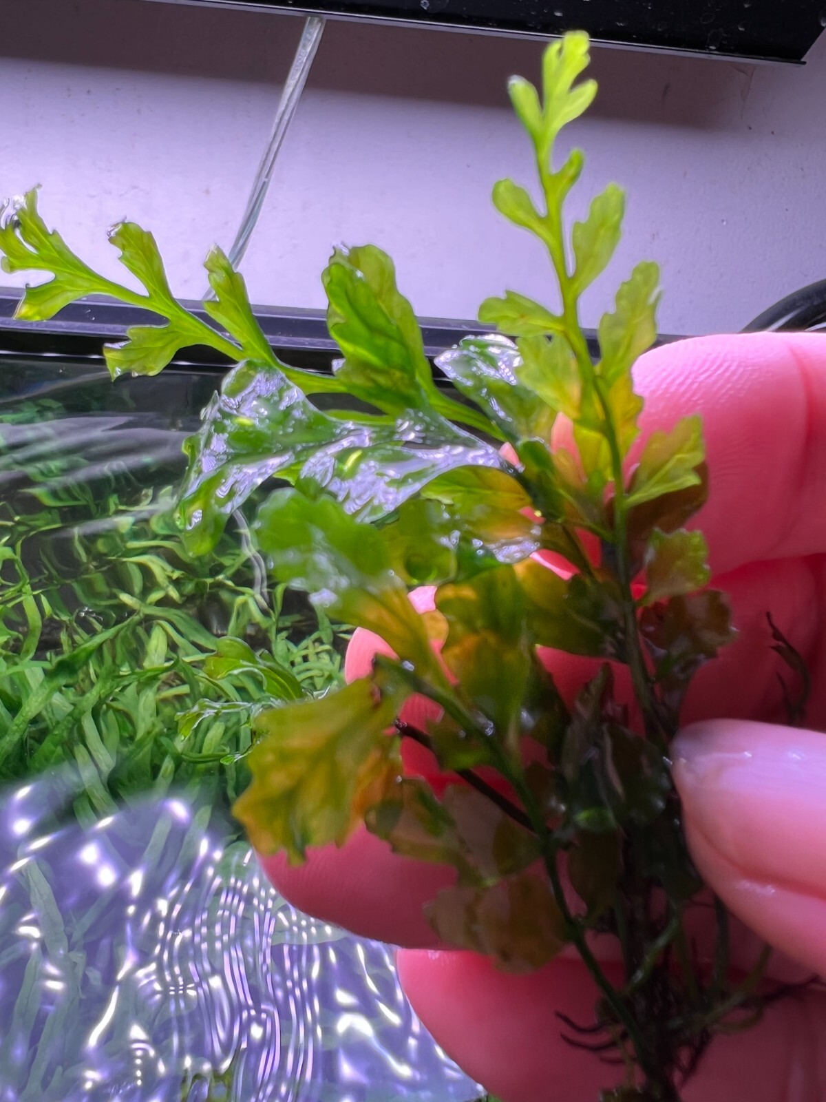 Bolbitis Heudelotii Compact Rare Live Aquarium Plant eBay