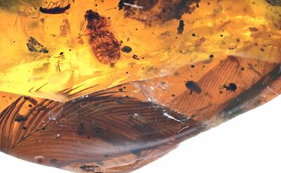 Rare Aves Bird Feather, Fossil inclusion in Burmese Amber