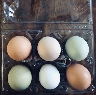 6+ Fertile Chicken Hatching Eggs Barnyard Mix/Crested/Easter/Rare Breed Possible