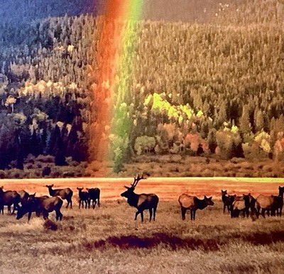 RMNP  Rainbow  6Pt Elk&Herd During Rut 14 x20  Float Frame Artist Grade Canvas