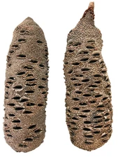 Banksia Pods Australian for turning - 10"-12" [E921]