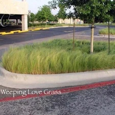 (Coated) SeedRanch Weeping Lovegrass Seed - 5 Lbs.