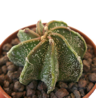 Astrophytum capricorne cv THAYO NUDUM - Ziegenhornkaktus | Sternkaktus