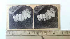Piglets on a New Hampshire Stereoview Antique c1870 Y17523