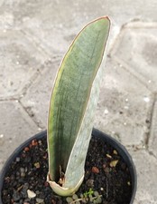 Sansevieria Super Pink Varigated Rare Uniqe Snake Plant