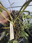 Cattleya tigrina alba x sib species orchid MOUNTED — photo 3