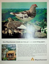 Original Vintage Print Ad: Ft. Ptarmigan Family High above a Weyerhaeuser tree