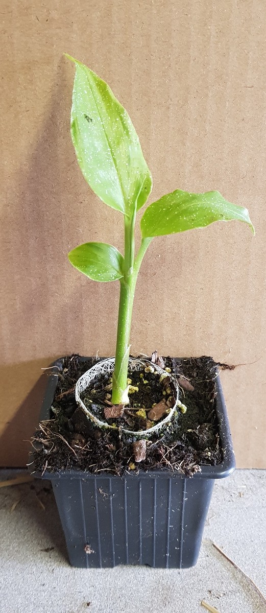 Gingembre du Japon Zingiber mioga en godet pour potager ombragé