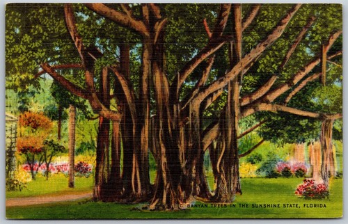 Vintage Florida FL großer Banyanbaum im Sonnenscheinstaat 1930er Leinenansicht Postkarte