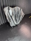 Large Orthoceras Nautiloid Fossil Slab Multiple Specimens w/ Display Stand 11” — photo 3