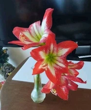 20 Organic 2025 New SEEDS: Very Beautiful Giant (Hand Big) Amaryllis Hippeastrum