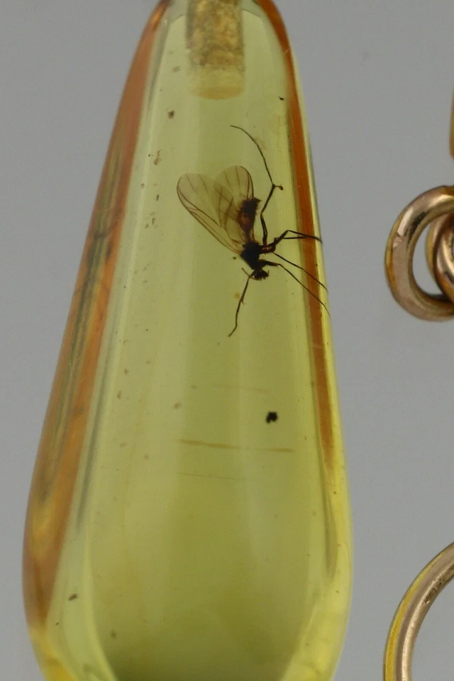 Pendientes colgantes genuinos ámbar báltico oro 14k insectos fósiles 2,1 g 200520-5 Foto 4 de 4