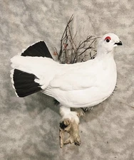 Alaskan Winter Willow Ptarmigan  grouse pheasant taxidermy bird art