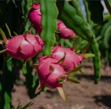 Dragon fruit plant  cactus
