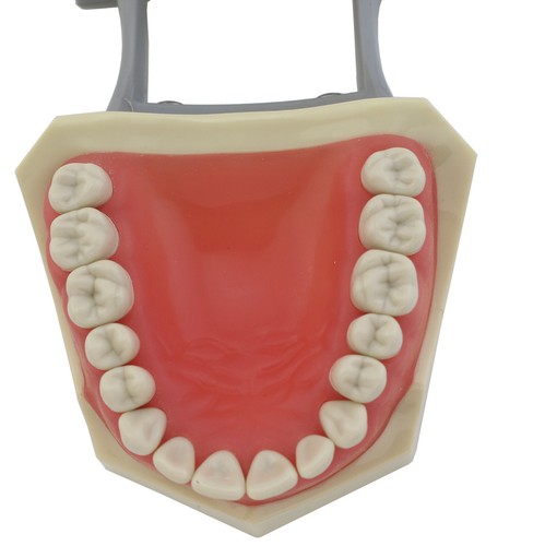 Columbia Dentoform 860 Dental Typodont Modelo Dientes Extraíbles 32 piezas Poste de Montaje - Imagen 11 de 77