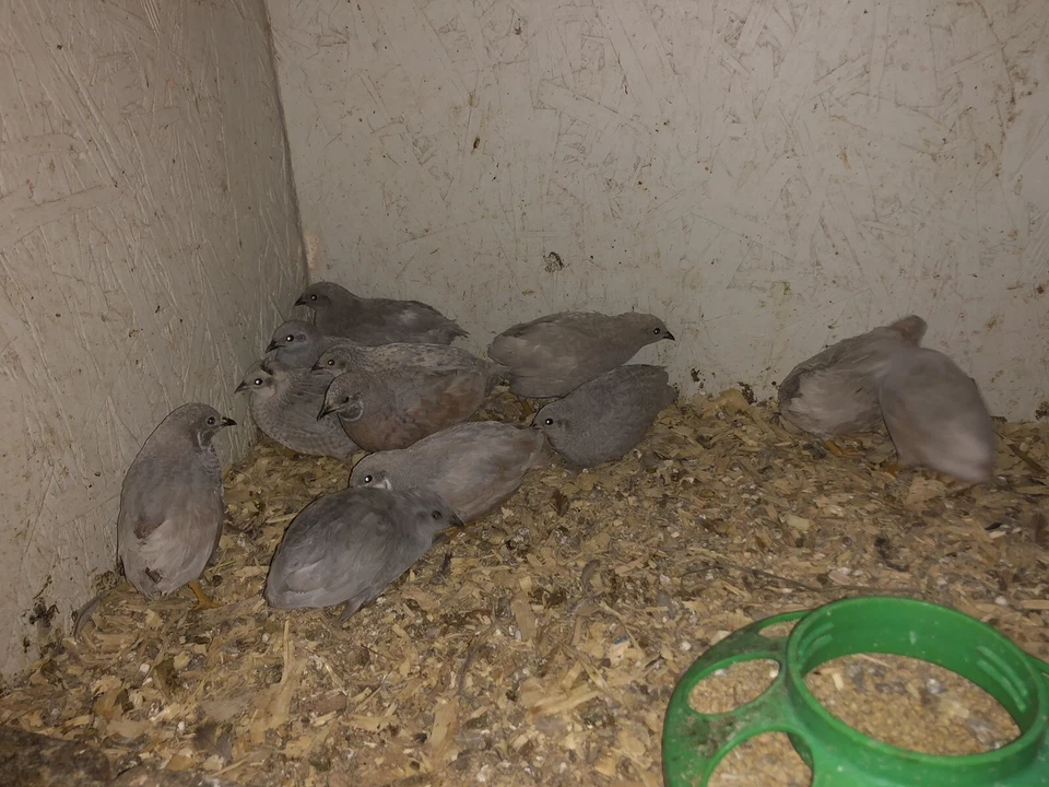 65+ huevos para incubar codorniz botón Foto 2 de 4