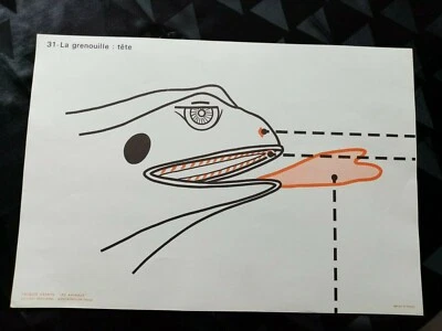 ancien croquis de sciences les animaux.la grenouille/la carpe édt rossignol  - Photo 1/3