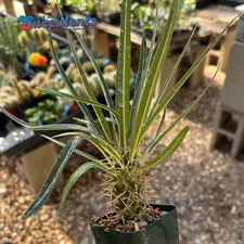 Pachypodium geayi - Live Rooted Succulent