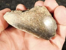 Agatized DINOSAUR Bone Fossil From Jurassic Utah! 100% Natural 163gr