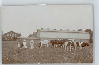 50548376 - Cow Pasture, Photo Card Farm Life