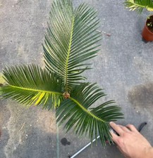 Cycas revoluta Thunb Giardino WYSIWYG Variegato