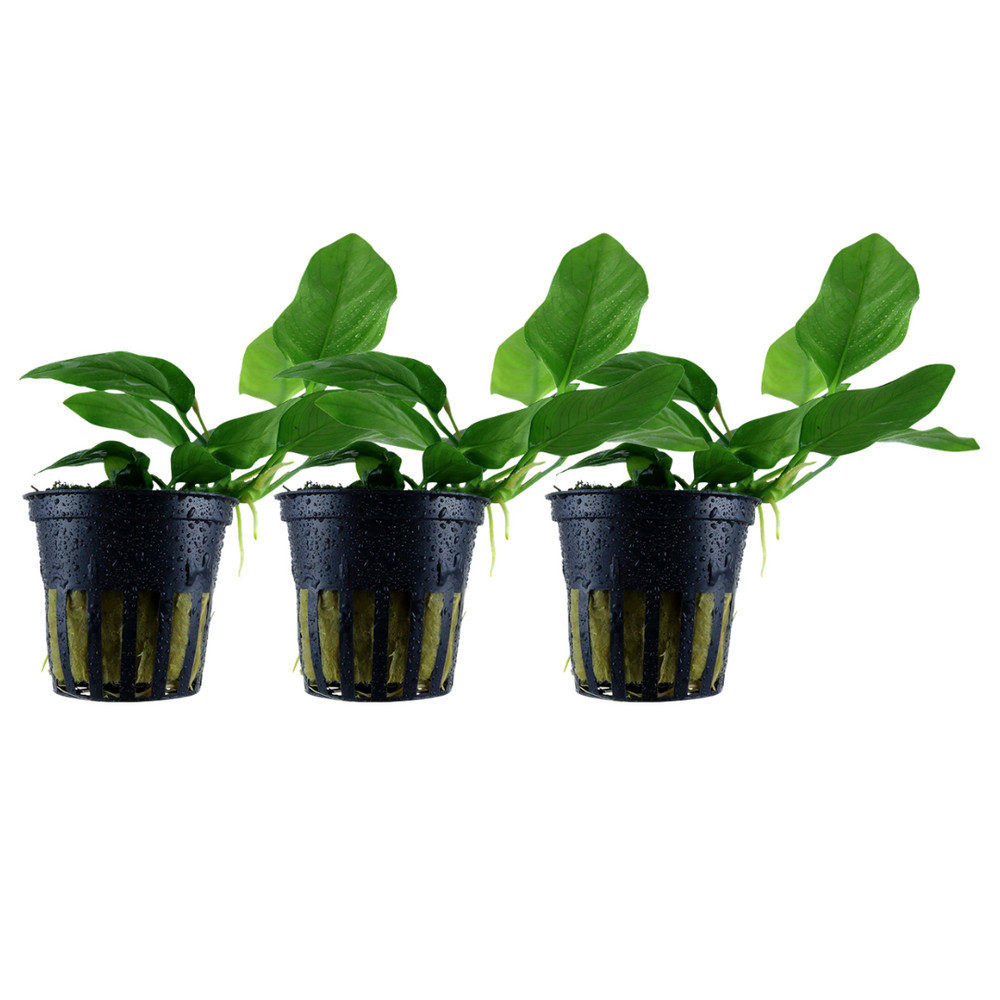 Planta de Acuario 3 Pieza Anubias Barteri Nana Acuática Aquaone Nr.301 Set