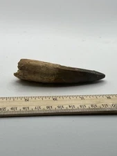 Spinosaurus 3.75” TOOTH  Teeth Dinosaur Fossil before T Rex Cretaceous CS 305