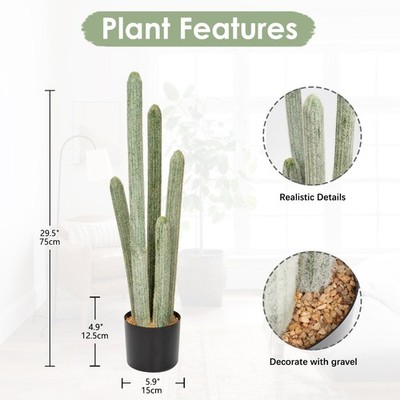 dracaena white stripes Dragon Tree main image 0