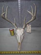 Wild 8 Point Whitetail Deer Antler Horn Skull European Mount Man Cave 114-1 Buck