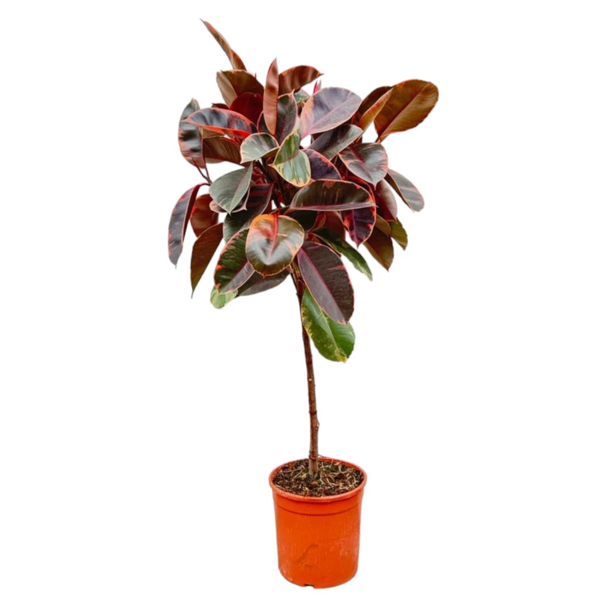monstera deliciosa kaufen groß Monstera deliciosa XXL | Online kaufen main image 0