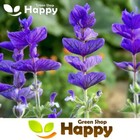 CLARY SAGE - BLUE MONDAY - 200 SEEDS - Salvia horminum - CUTTING FLOWER